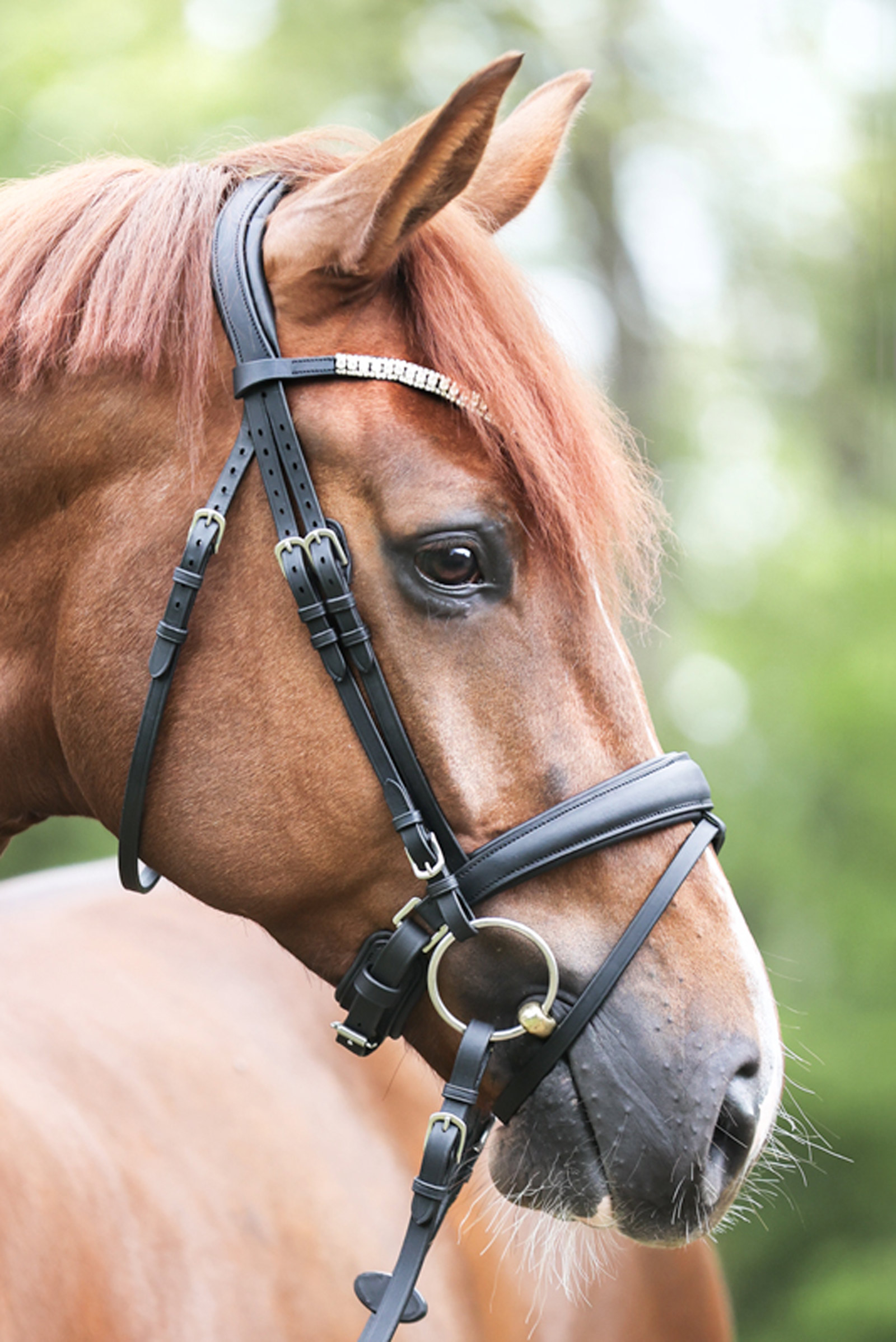 Kavalkade Trense Everlyn crank mit Sperrriemen