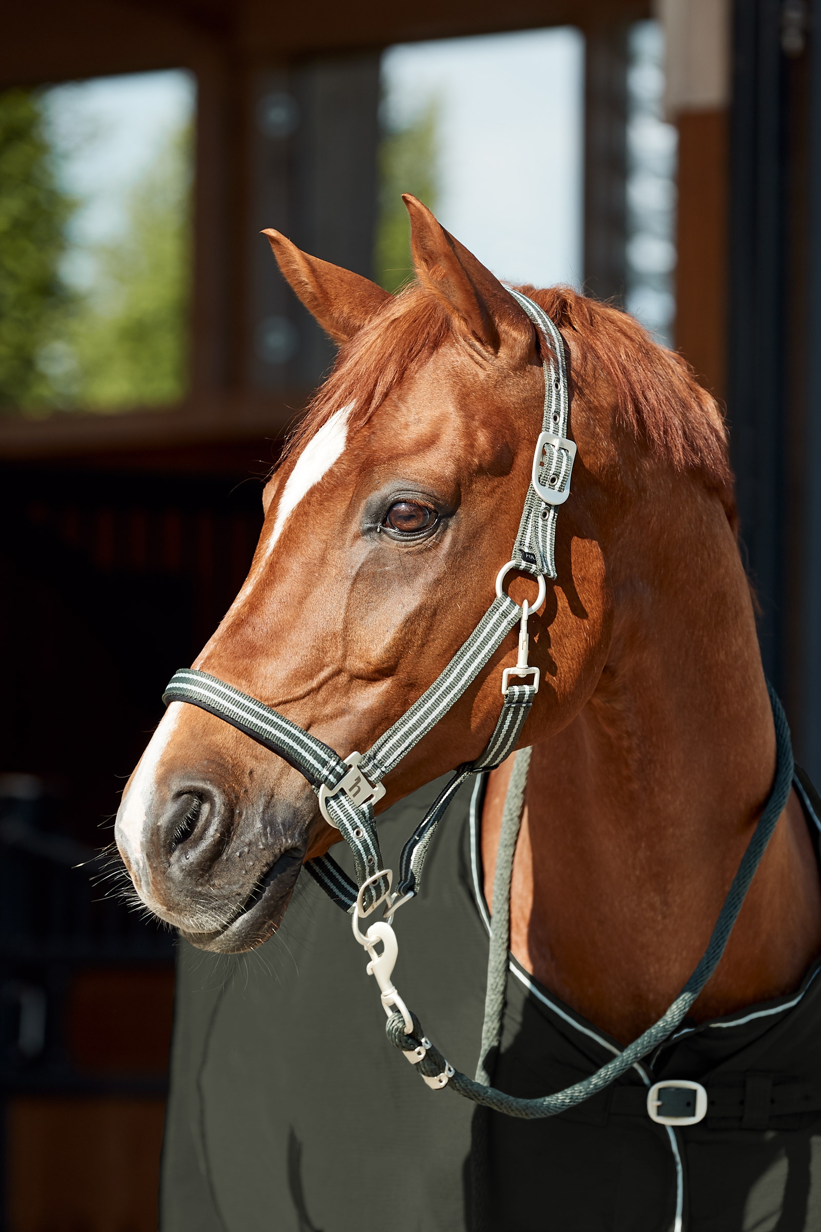 Horze Bari Halfter & Führstrick Set