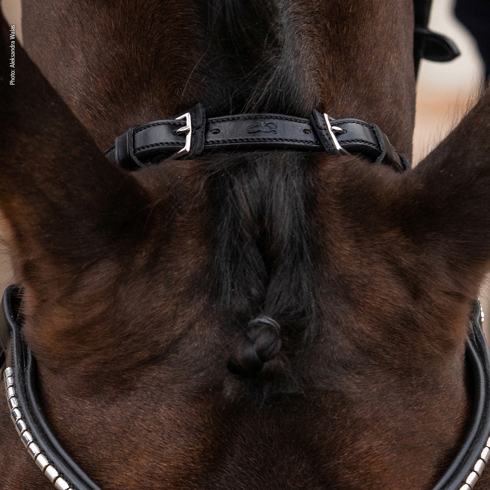 Schockemöhle Sports Equitus Rho Genickstück