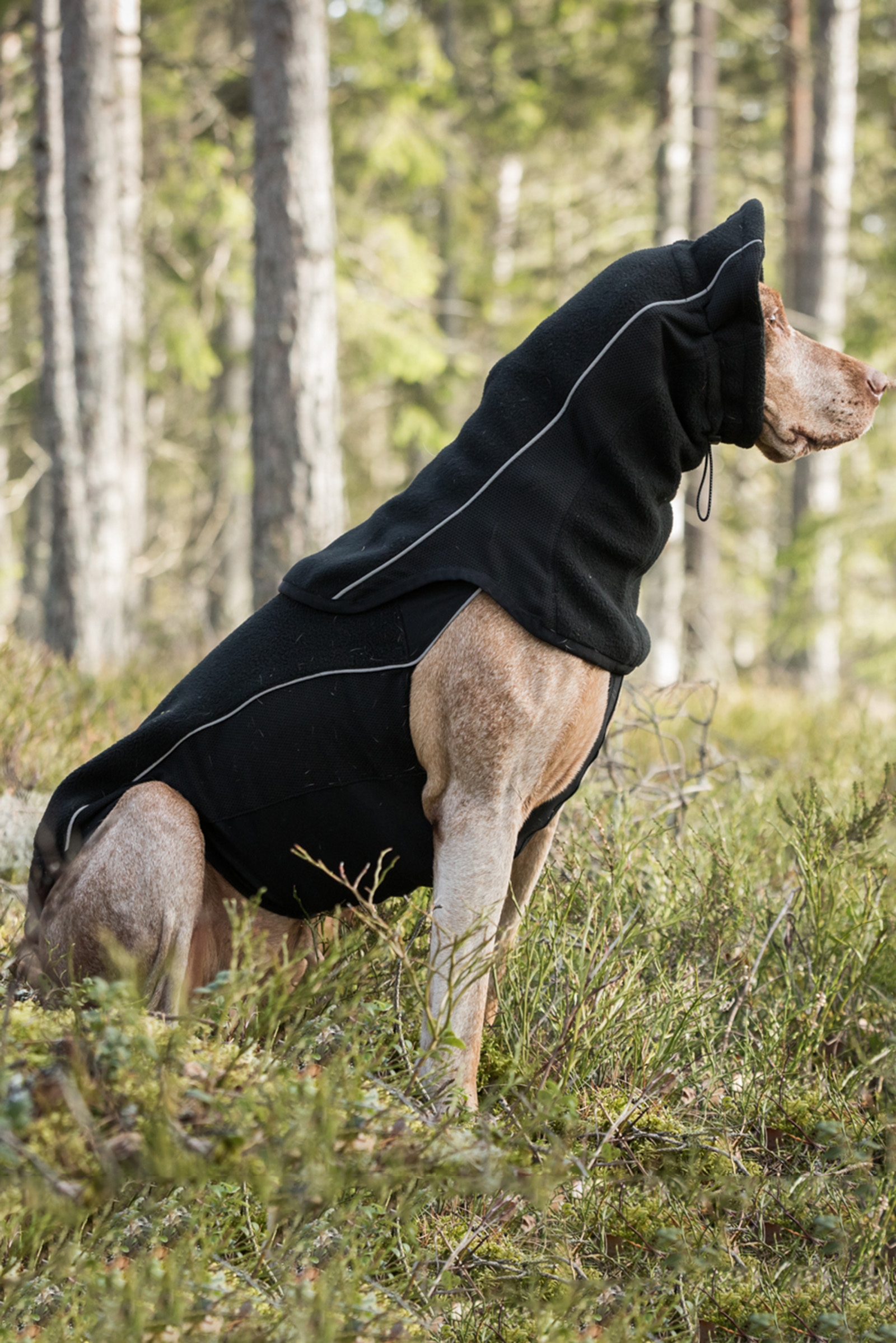 Back on Track Benji Hunde Halswärmer