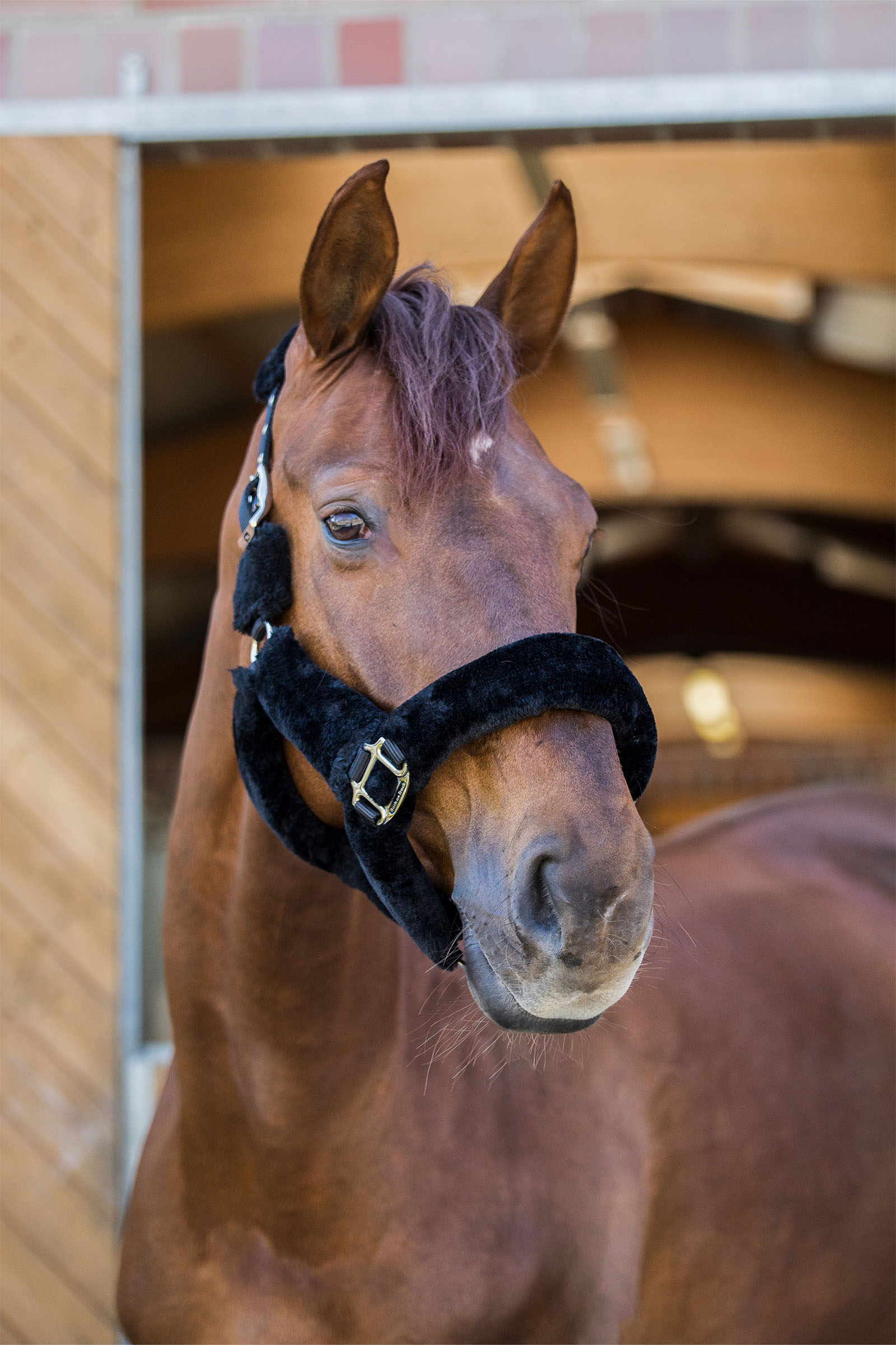 Back on Track Audrey Halfter