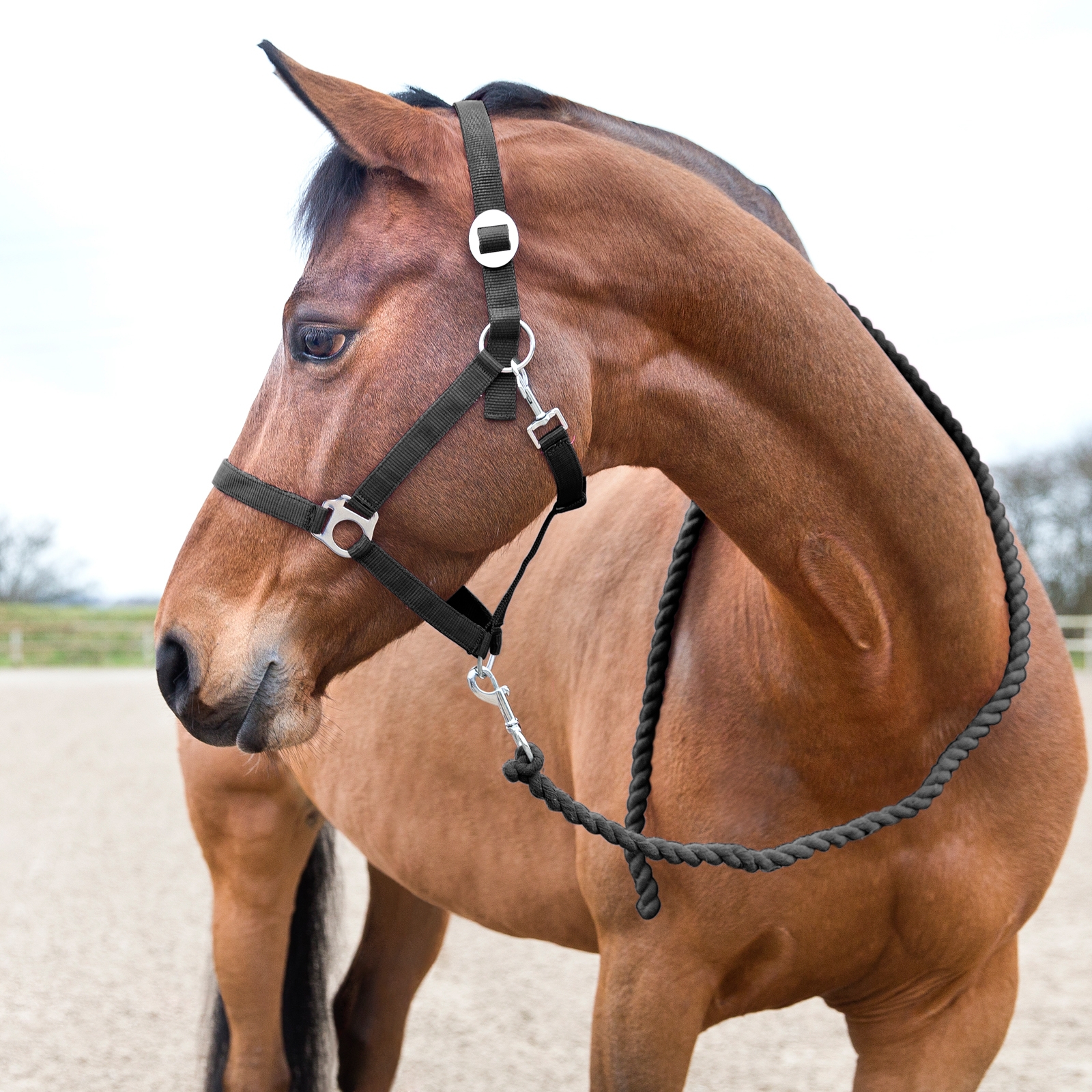 Horze Basic Führstrick
