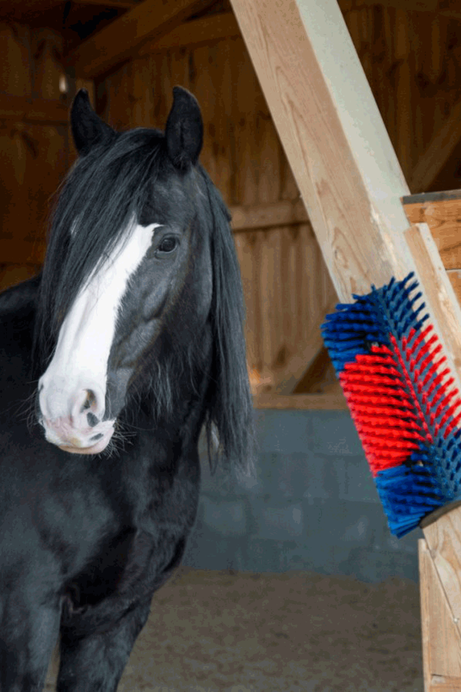 Kerbl XL Kratzb&uuml;rste, rund