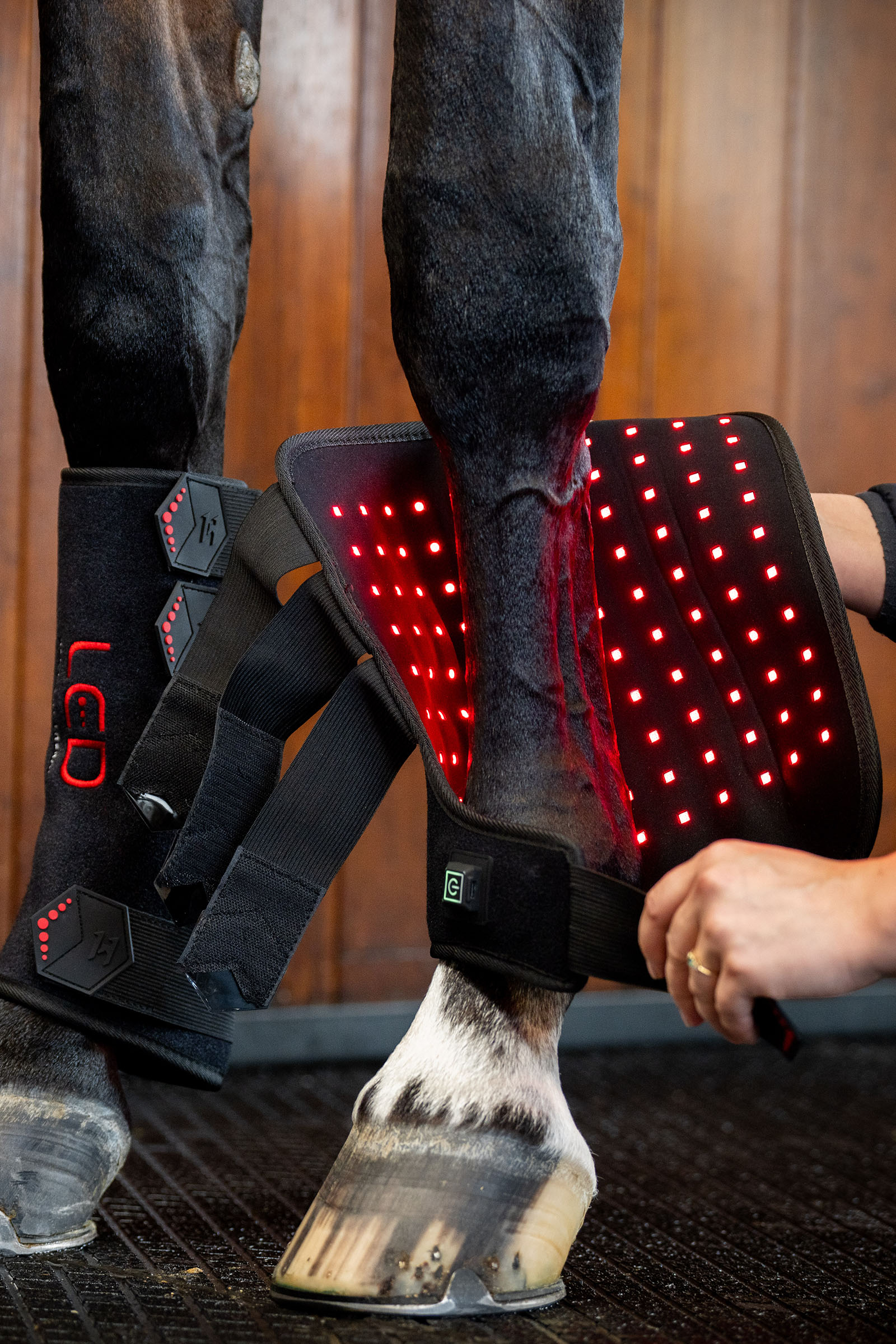 Horseware LED Rotlicht Therapie Gamasche (1 Stk.)