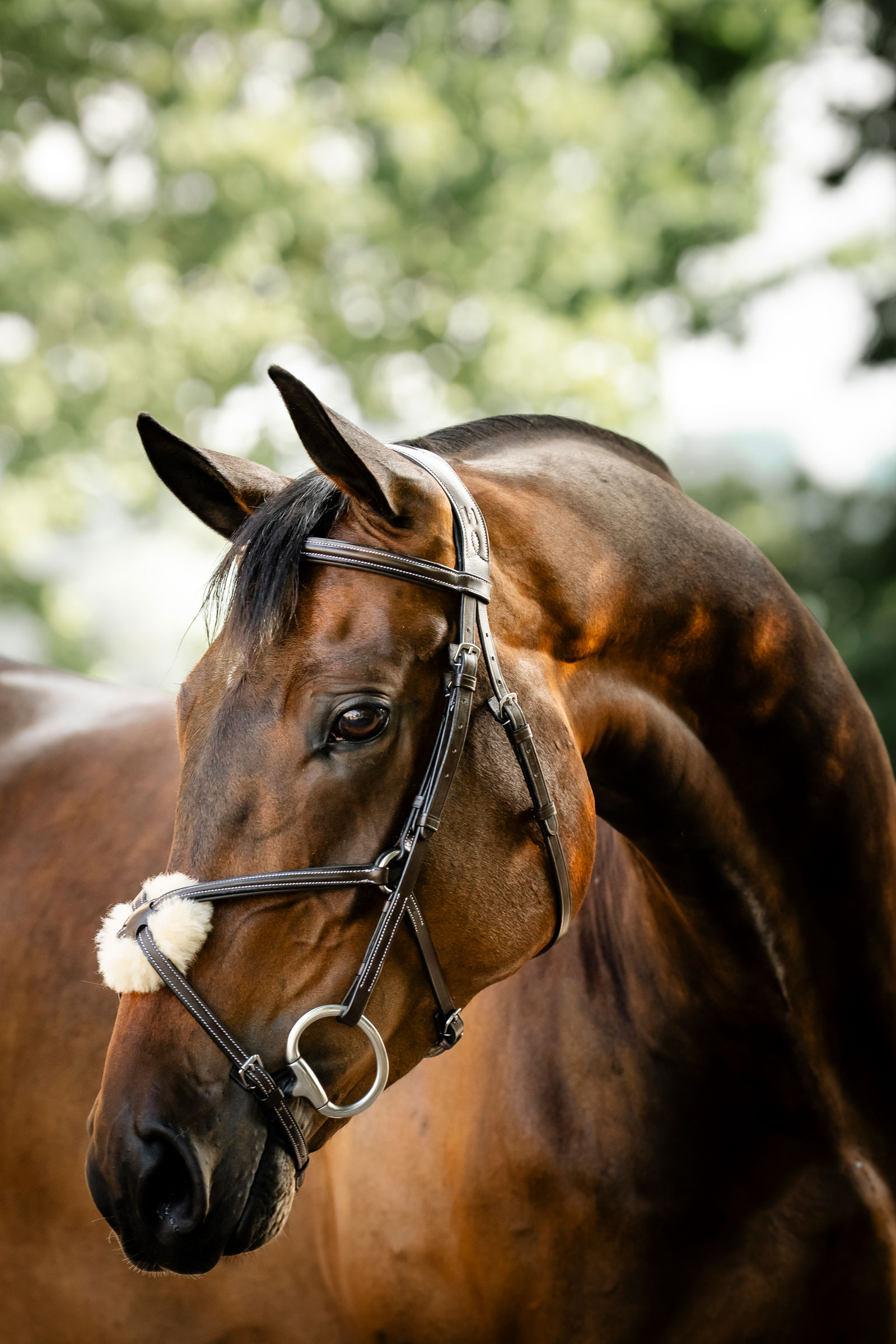 Horseware Trense mit Mexikanischem Reithalfter