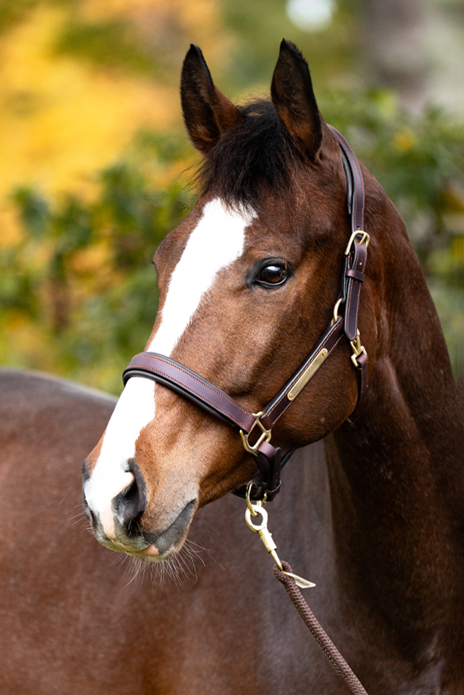 Kavalkade Lederhalfter Cinta