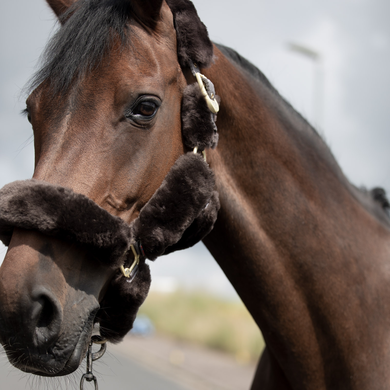 B Vertigo Tremblant Halfter mit Lammfell