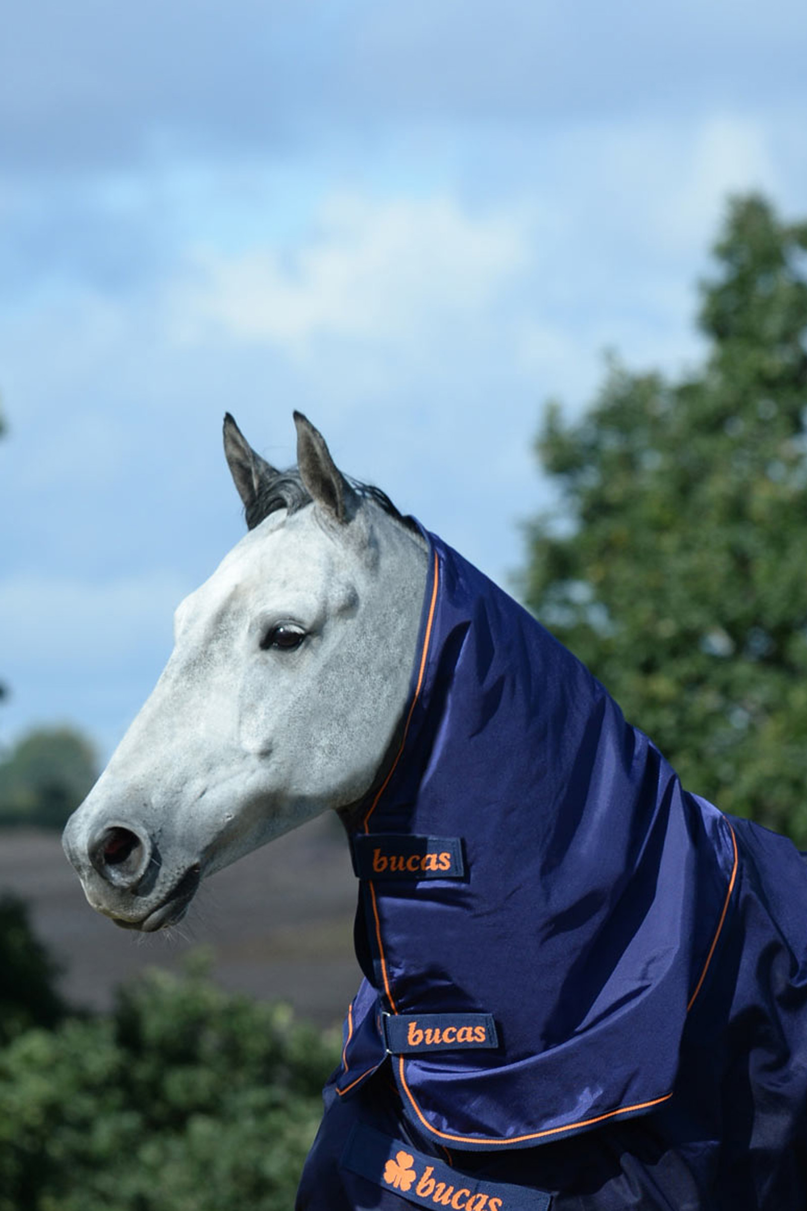 Bucas Therapy Halsteil