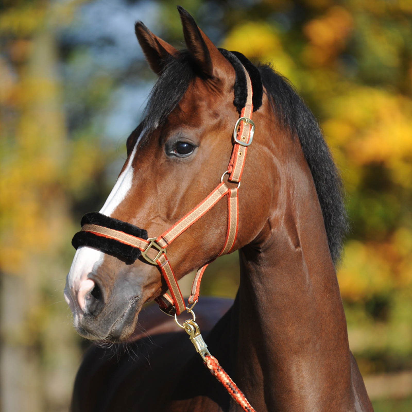 Kavalkade Gretchen Halfter