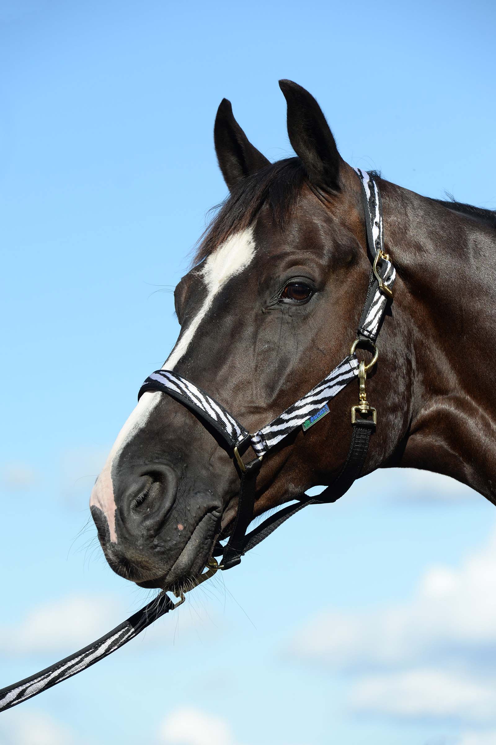 Black/White Bucas Dublin Gepolstertes Halfter