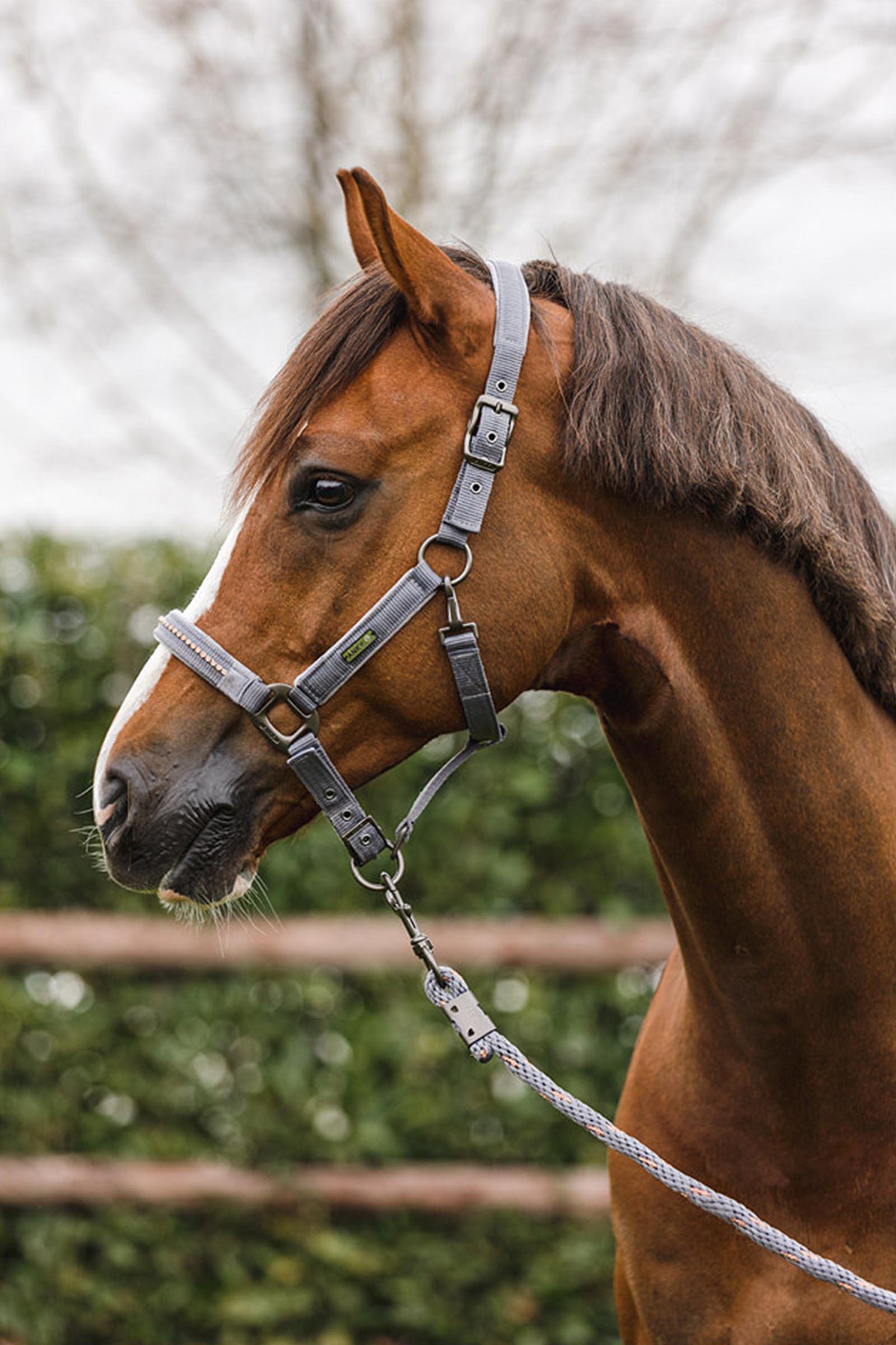 ANKY Stones Halfter- und F&uuml;hrstrick-Set