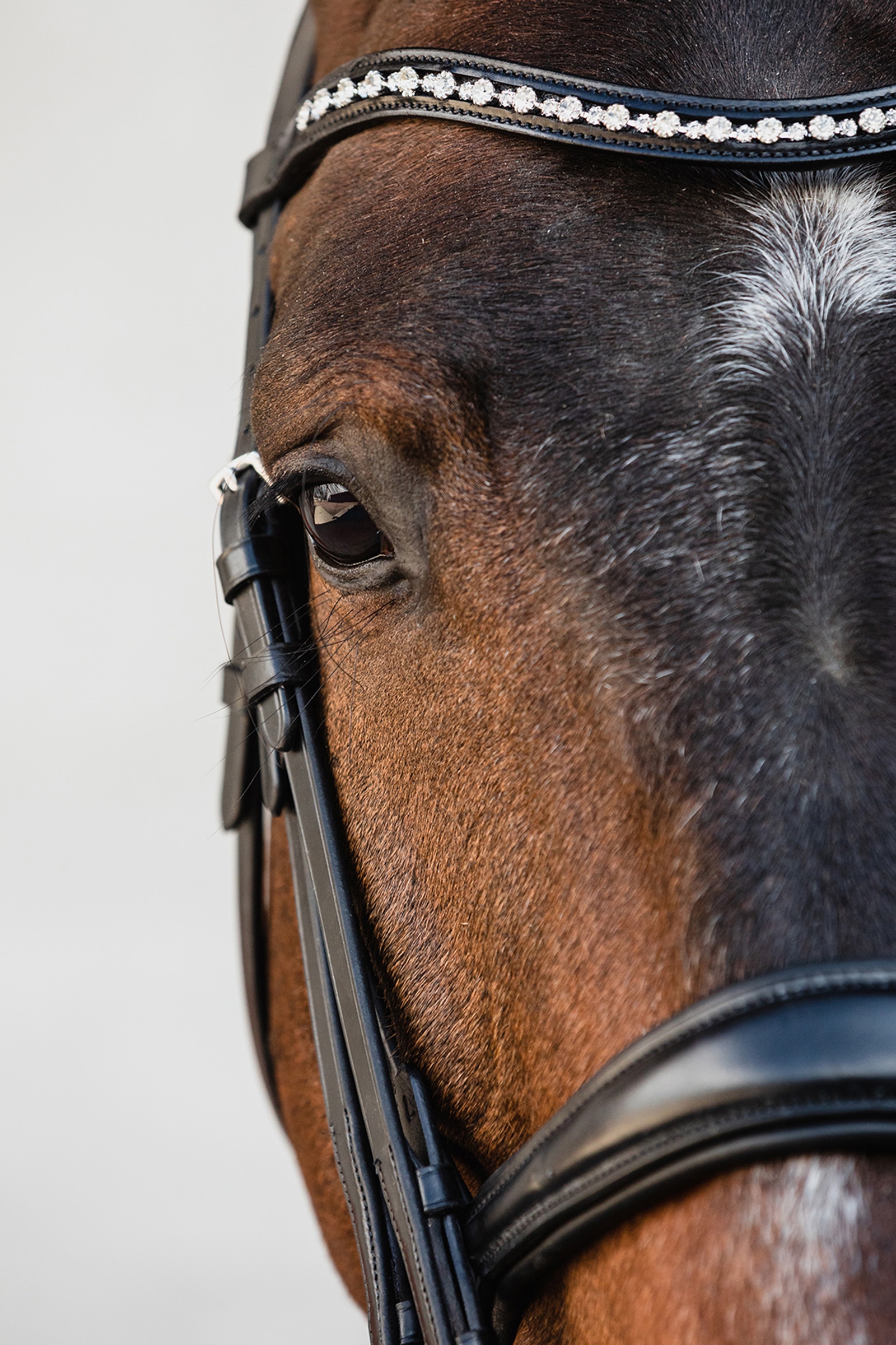 Schockem&ouml;hle Sports Milton Anatomische Kandare