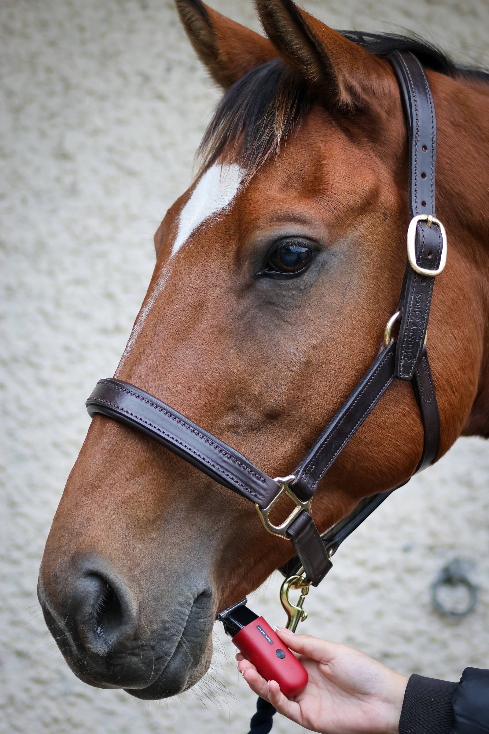 Liveryman Robin Trimmer f&uuml;r Pferde