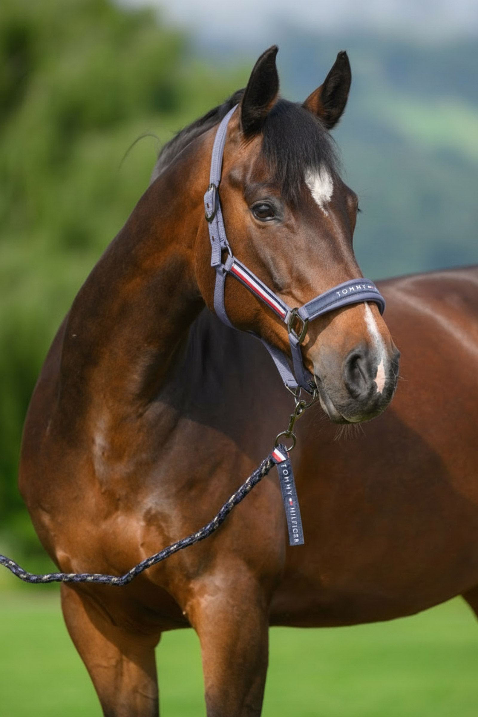 Tommy Hilfiger Equestrian Yale Halfter- und F&uuml;hrstrick-Set