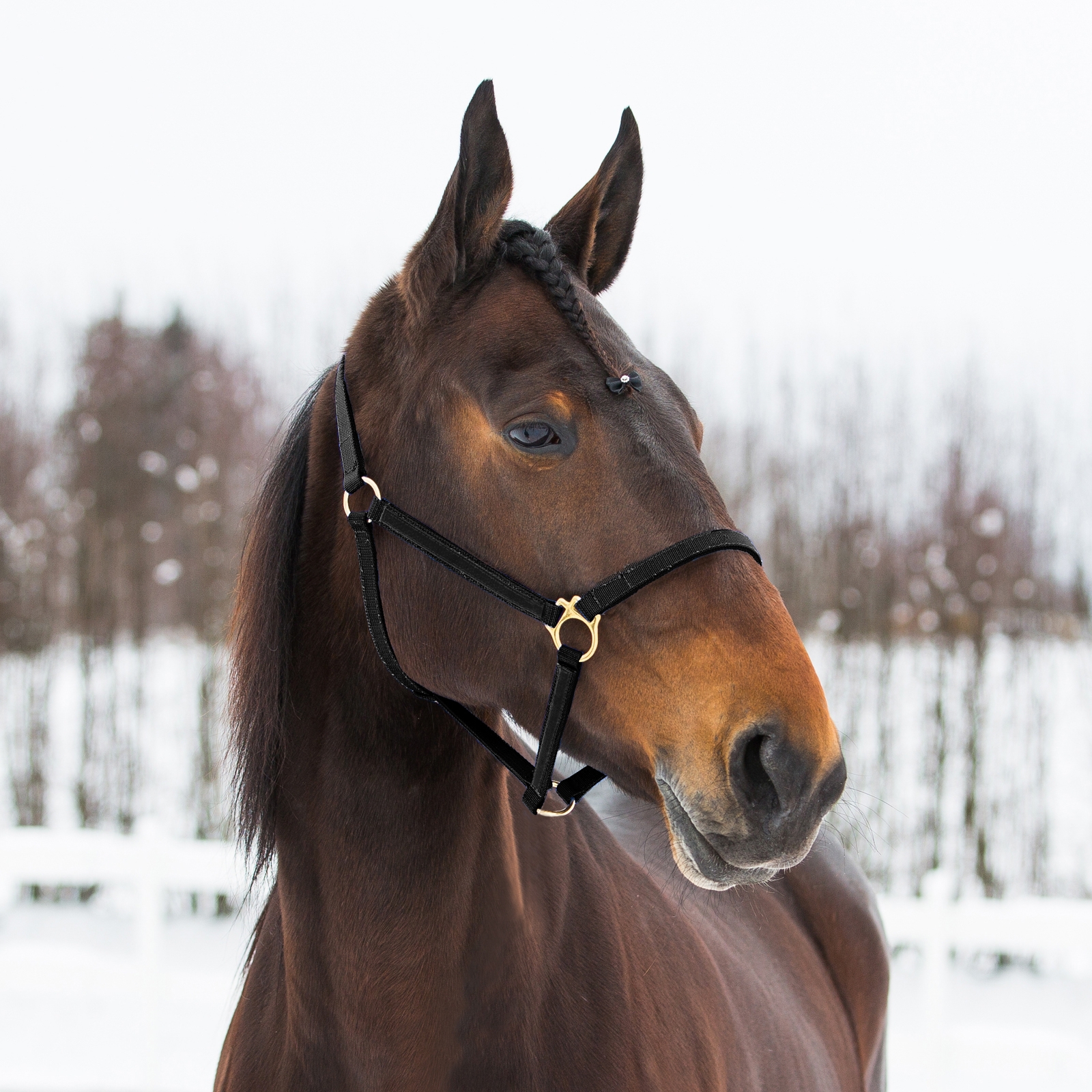 Black Finntack Yankee Nylon-Halfter, 20mm