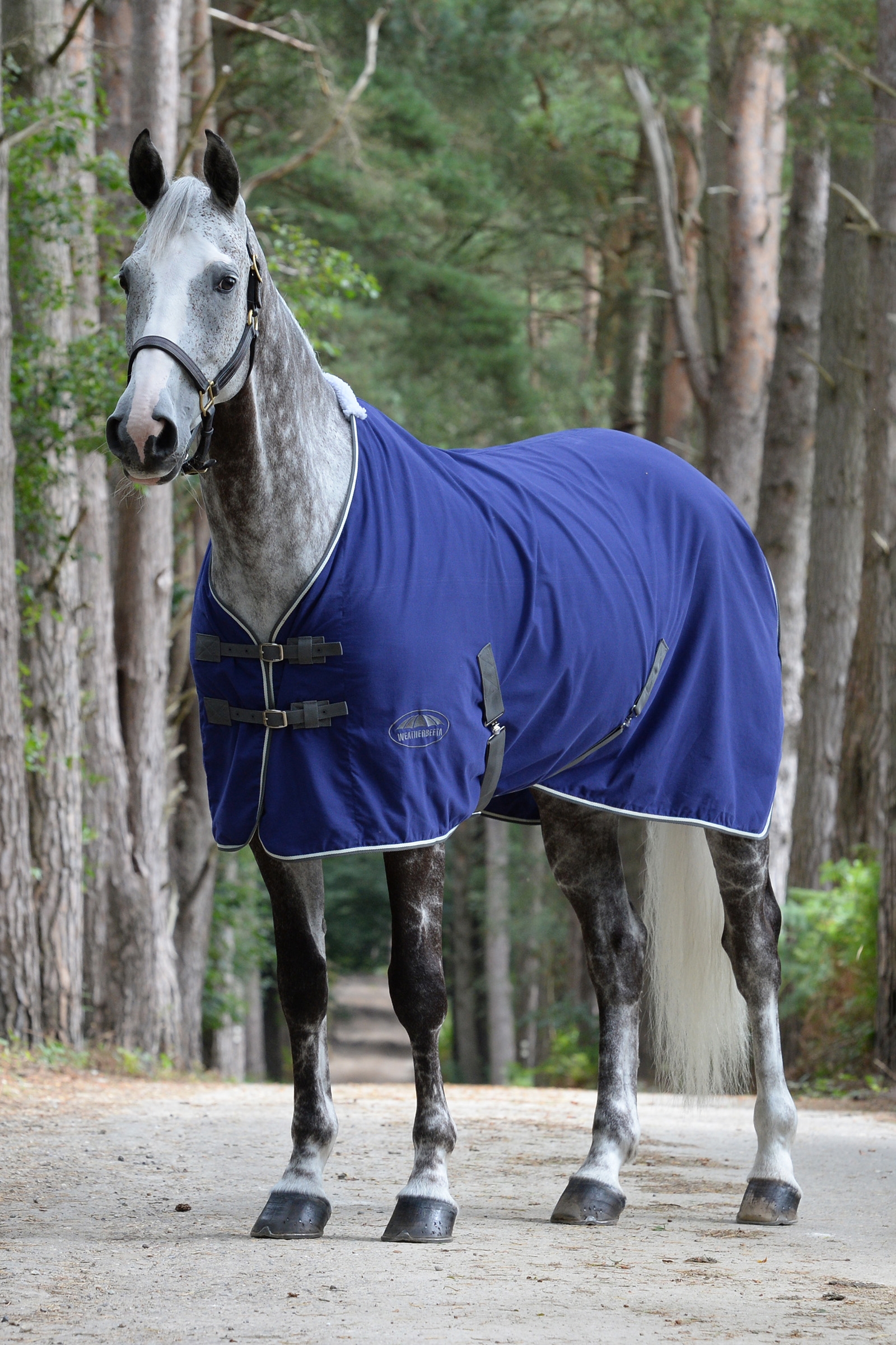 Weatherbeeta Baumwoll Show Decke