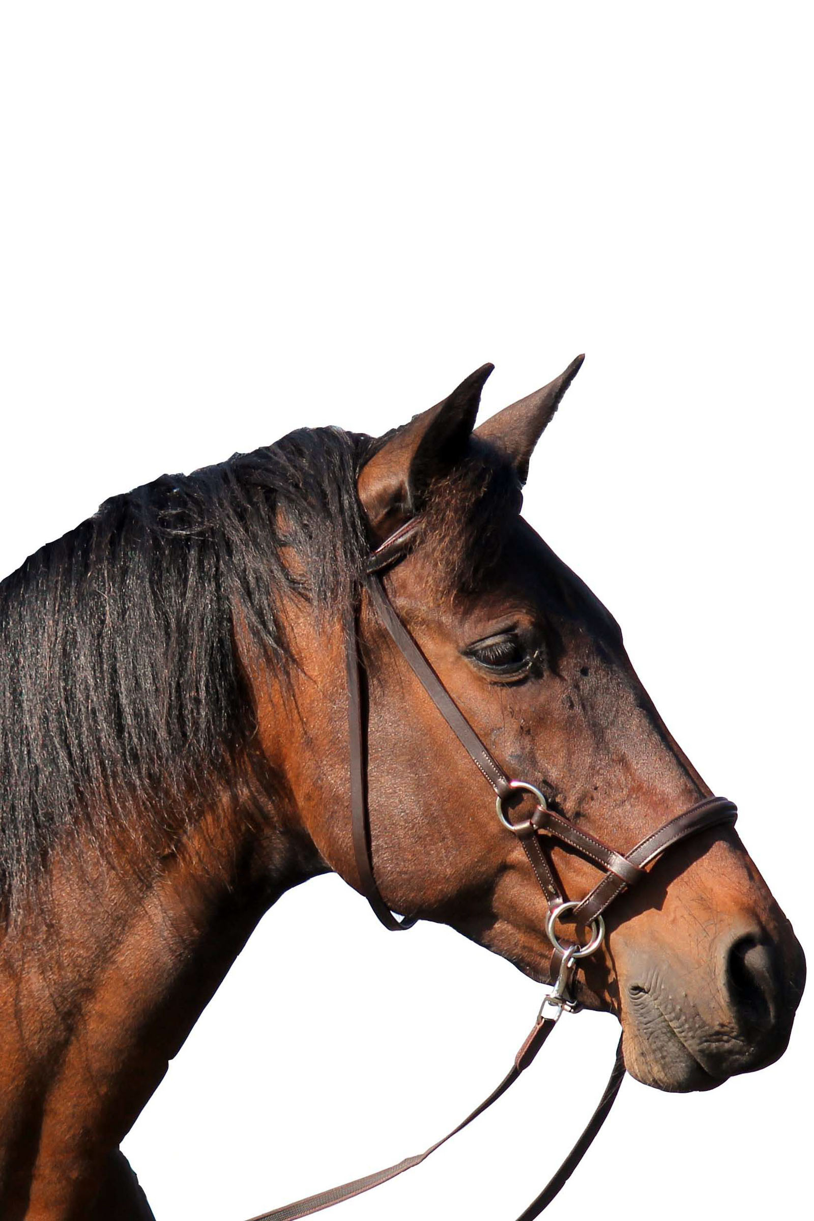 F.R.A. Freedom Riding Articles Pardoes Sidepull (System 3) Leder mit Anti Slip Zügeln