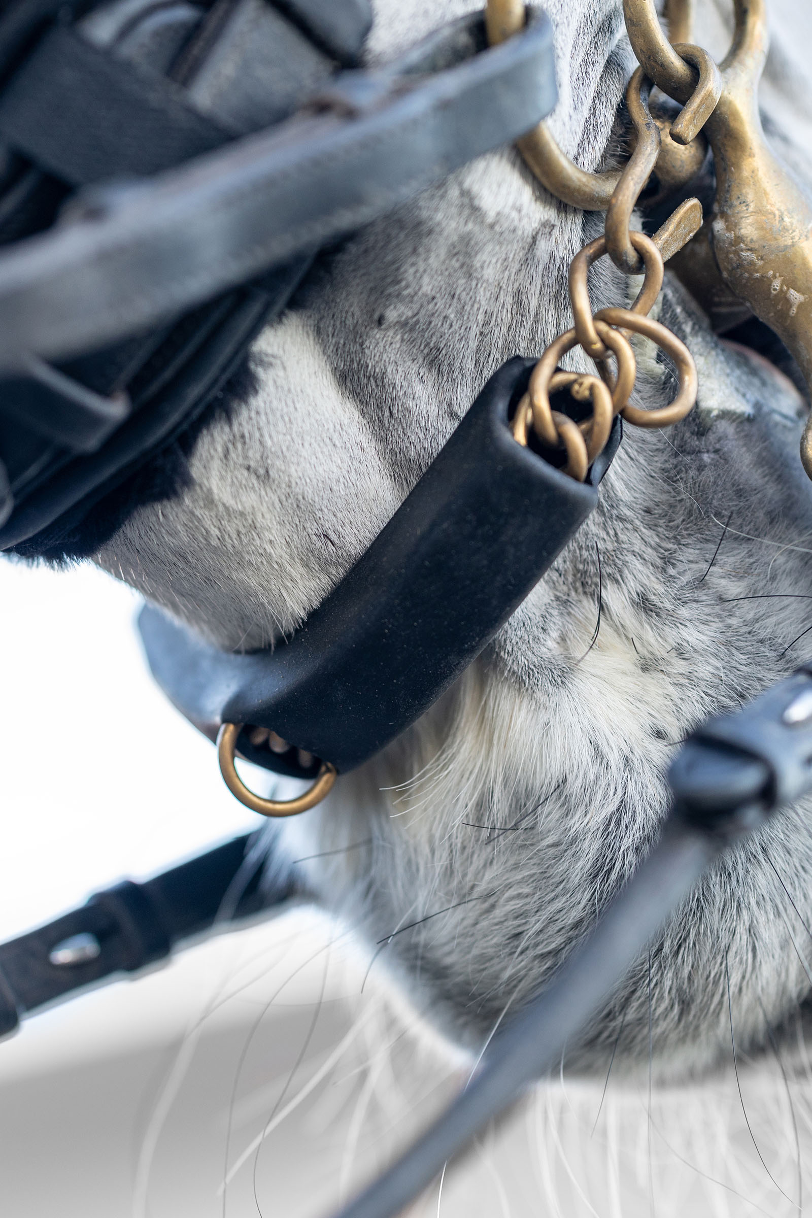 LeMieux Kinnketten-Schoner