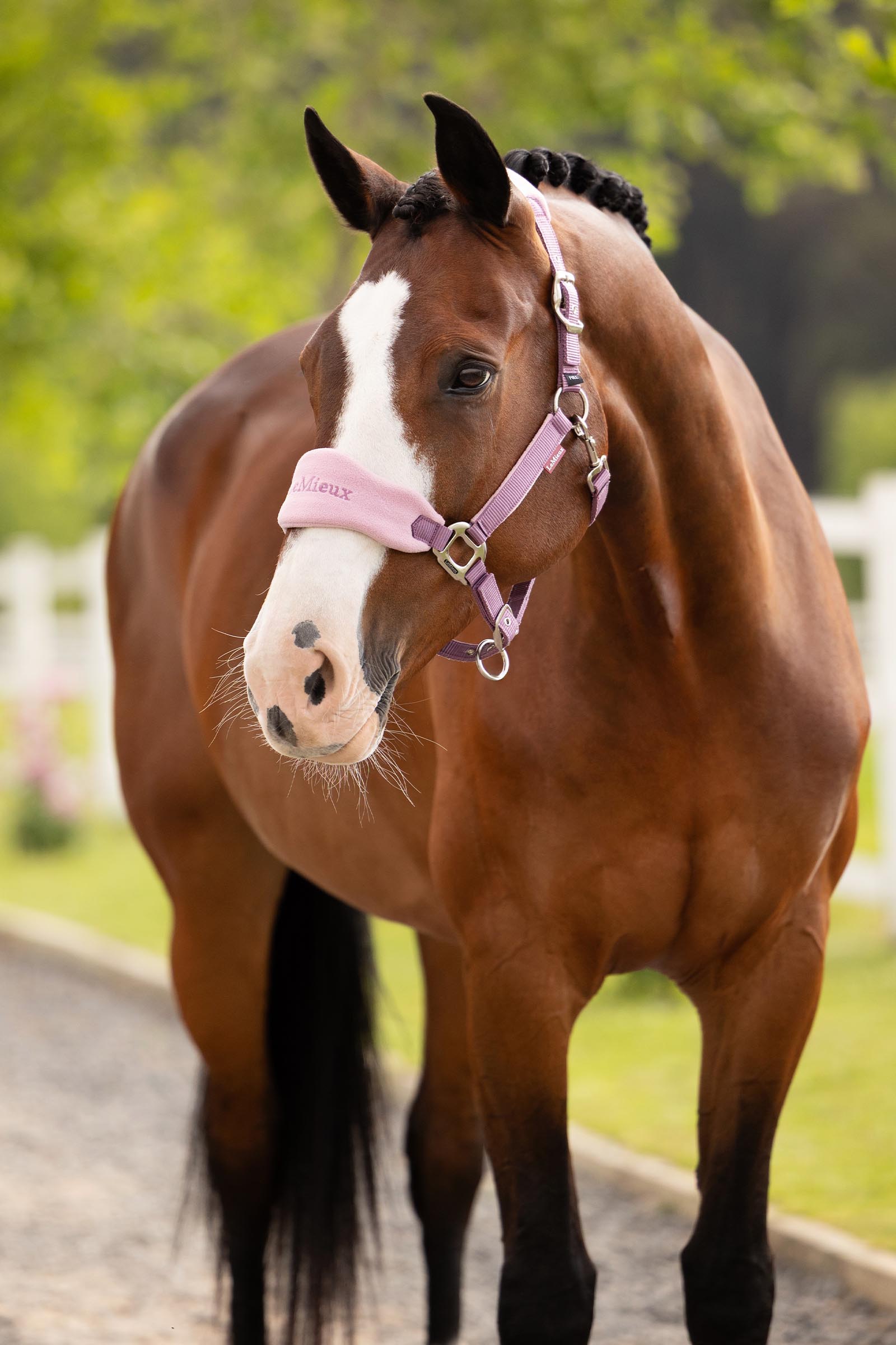 LeMieux Vogue Halfter und F&uuml;hrstrick Set