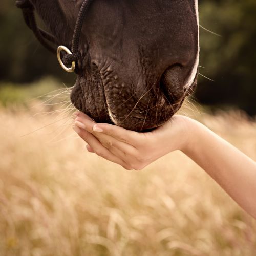 Vertrauen zum Pferd