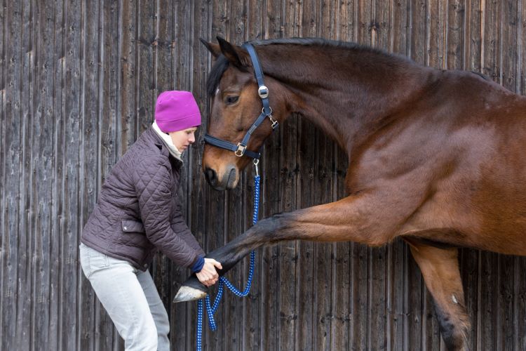 Pferd dehnen stretching Pferd dehnen stretching